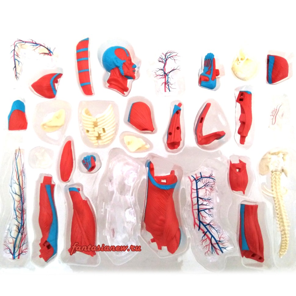 Набор мастурбаторов Gvibe Gegg Set 6 шт, разноцветный FT10562 - Gvibe - Не анатомические мастурбаторы - Купить